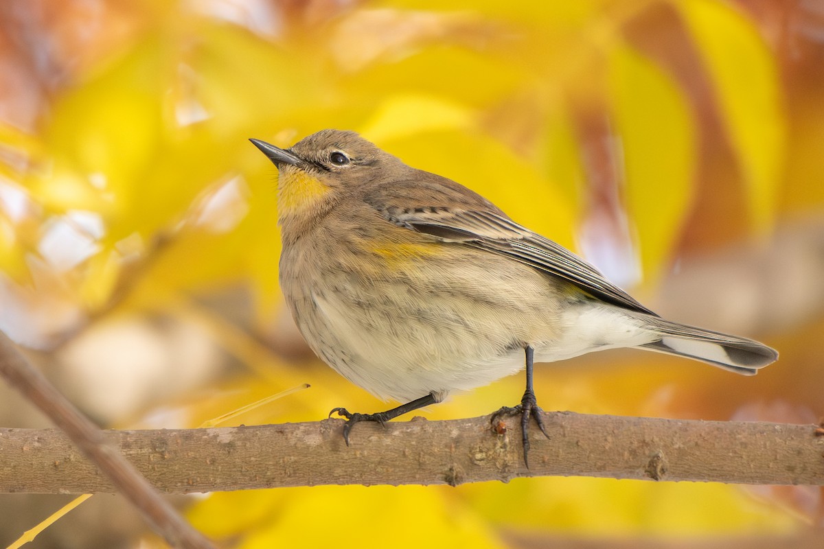 Yellow-rumped Warbler - ML646568217
