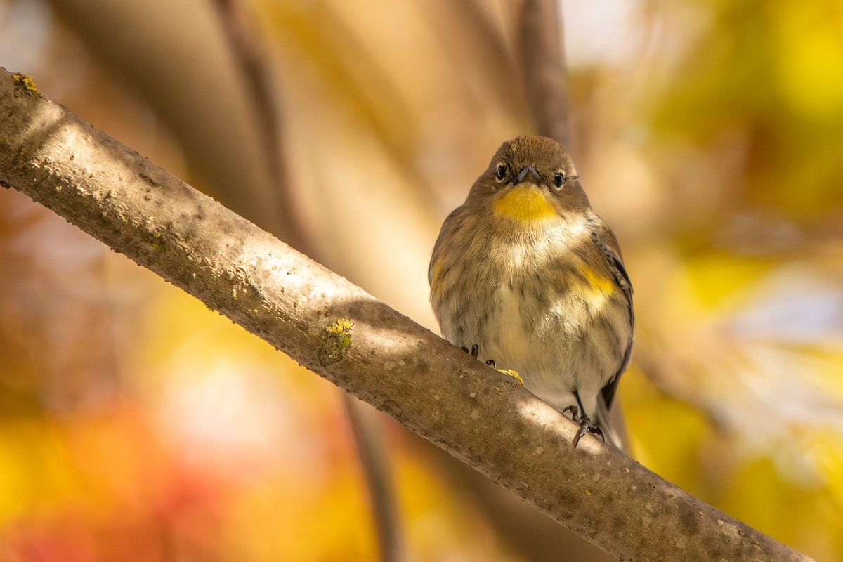 Yellow-rumped Warbler - ML646568219