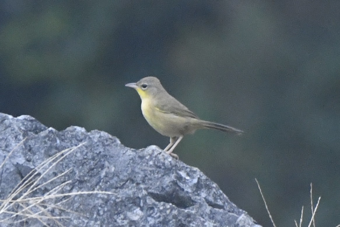 ハシブトアメリカムシクイ - ML646568220