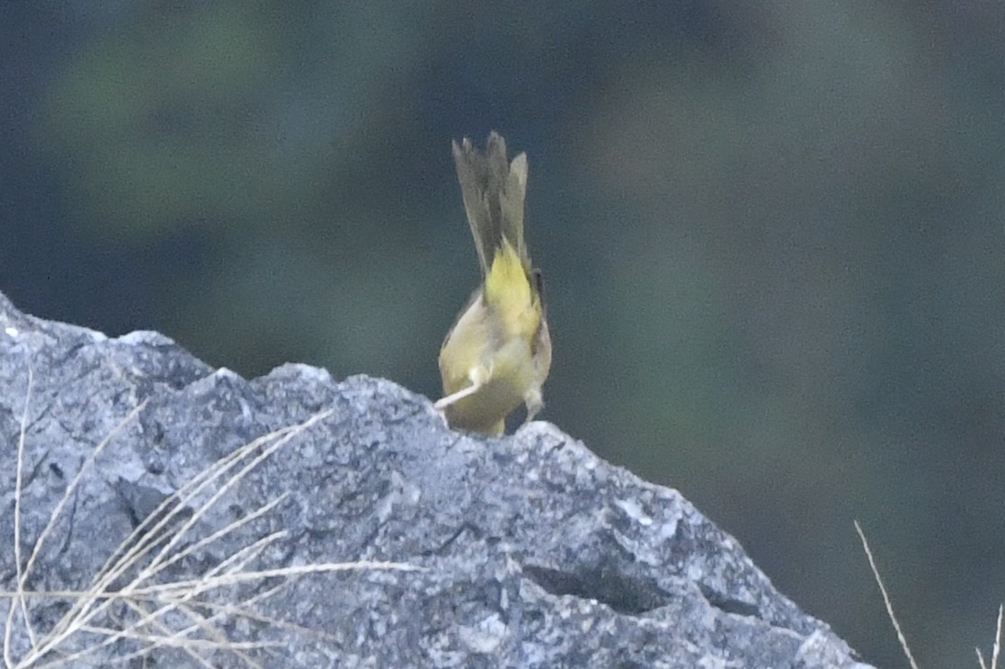 ハシブトアメリカムシクイ - ML646568221