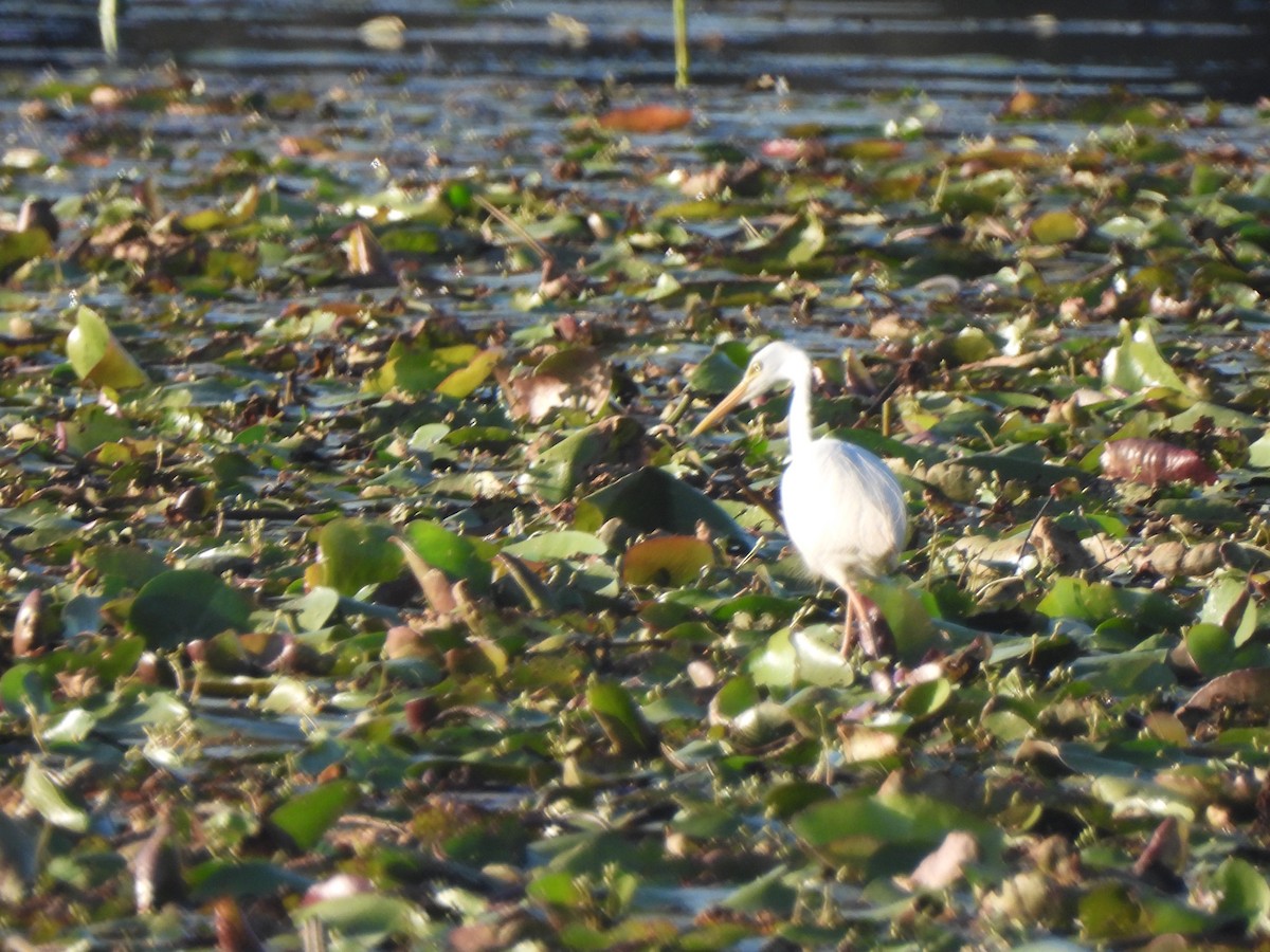 Plumed Egret - ML646568222