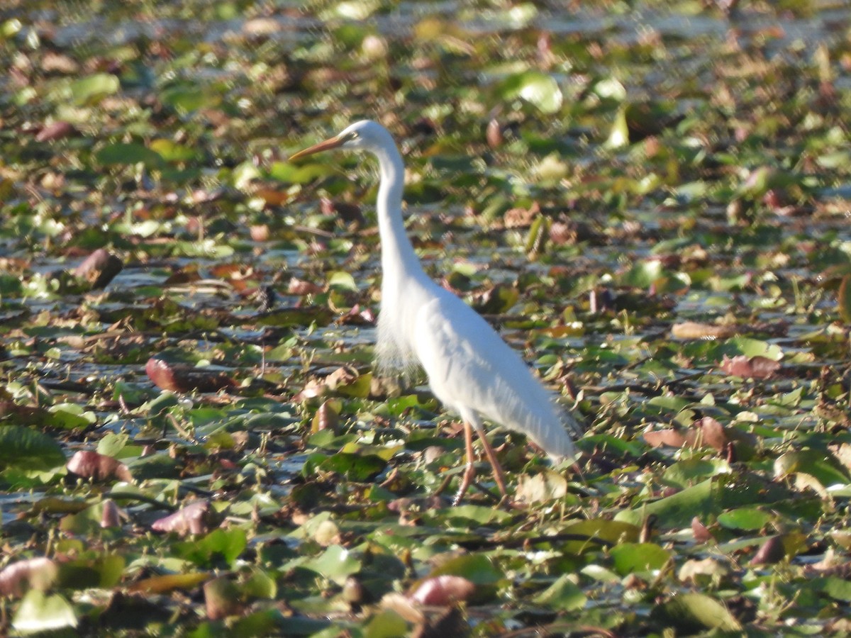 Plumed Egret - ML646568223