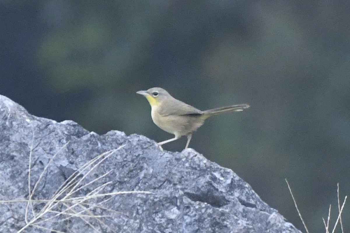 ハシブトアメリカムシクイ - ML646568224