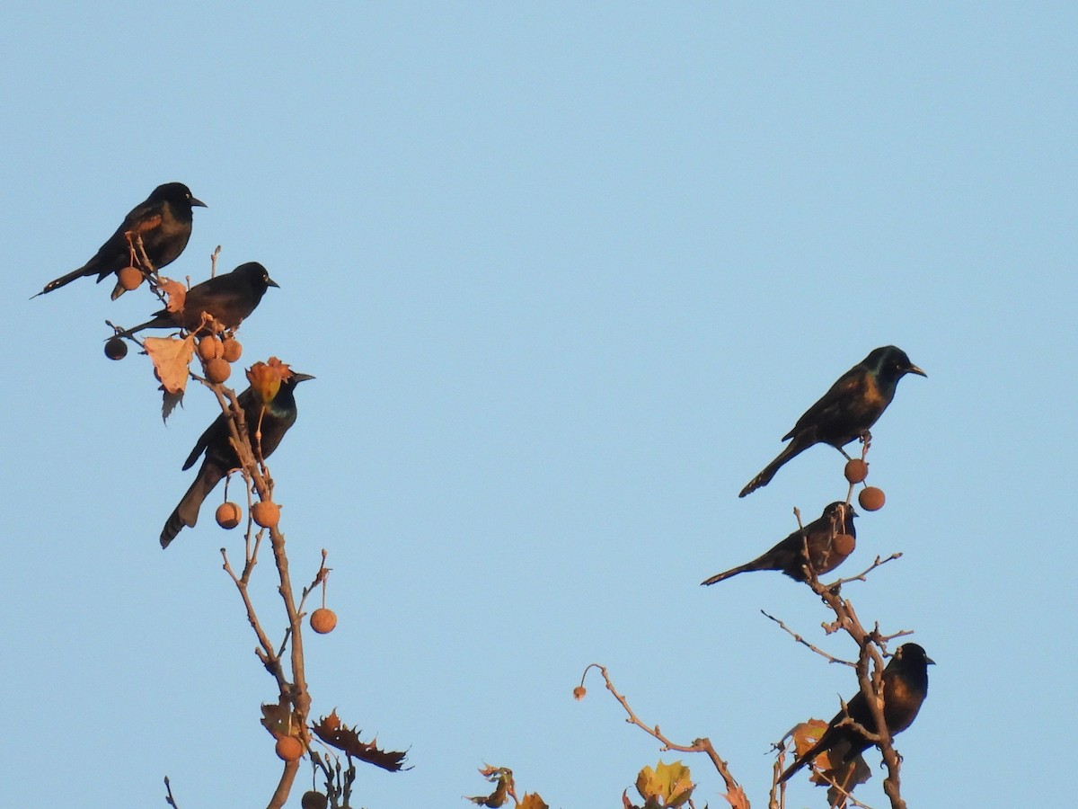 Гракл пурпуровошиїй - ML646568225