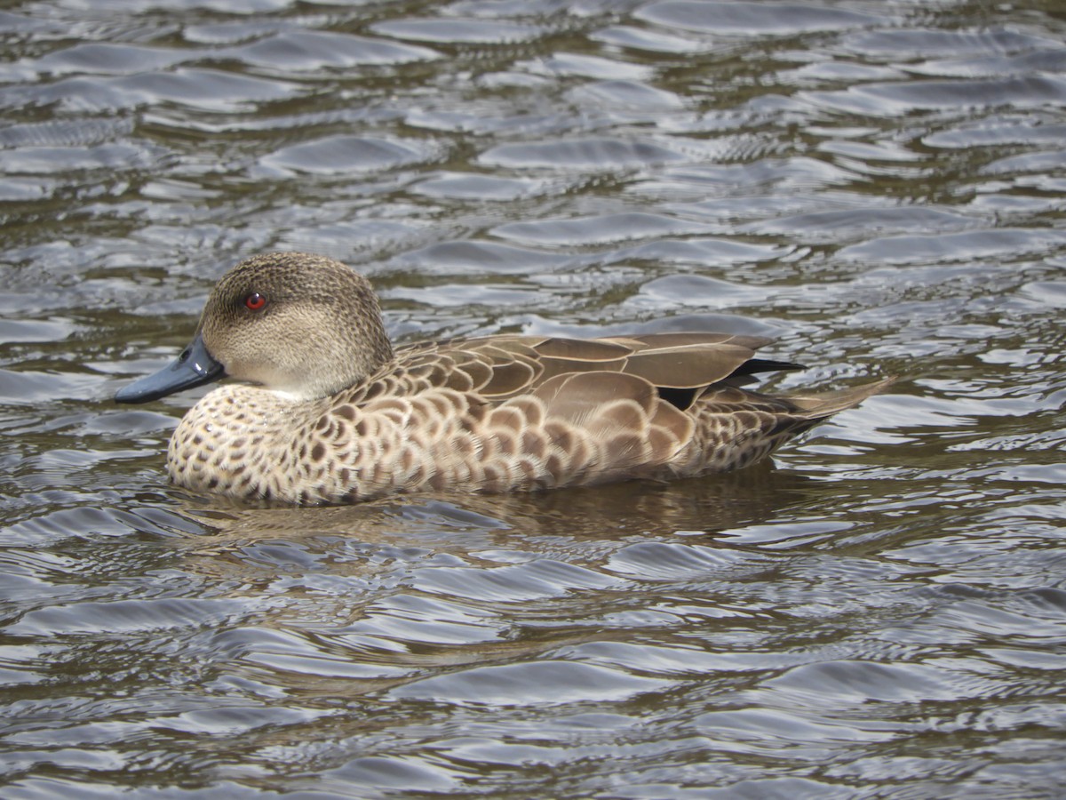 Чирянка світлогорла - ML646568226