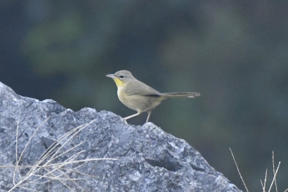 Жовтогорлик сіроголовий - ML646568227