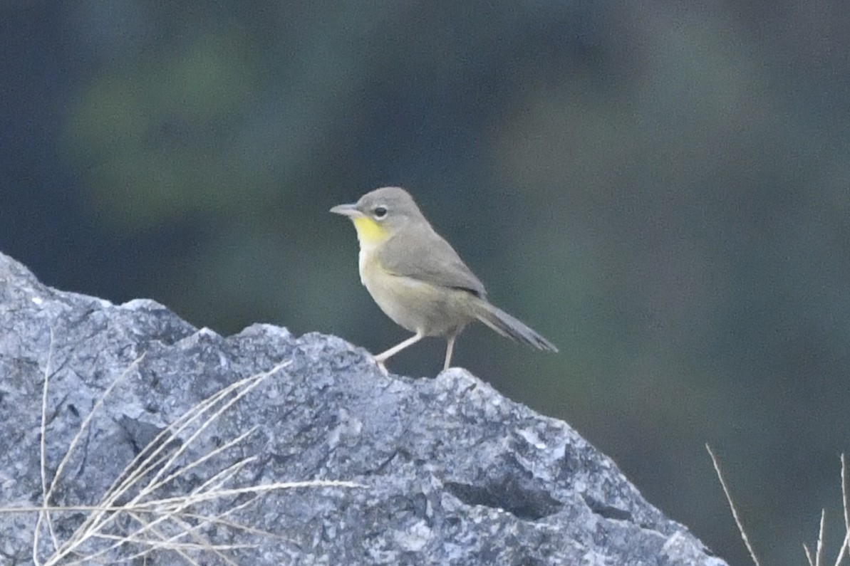 Жовтогорлик сіроголовий - ML646568228