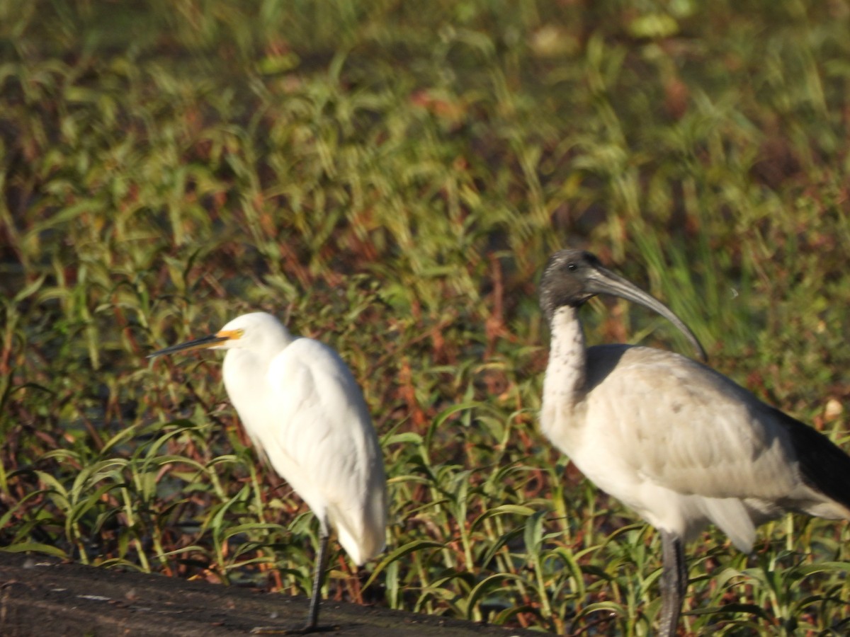 Little Egret - ML646568229