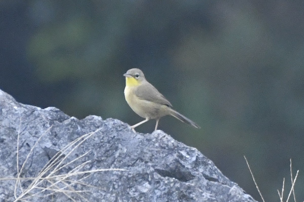 Жовтогорлик сіроголовий - ML646568230