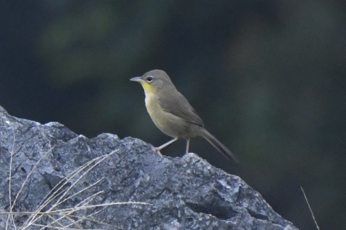 Жовтогорлик сіроголовий - ML646568231