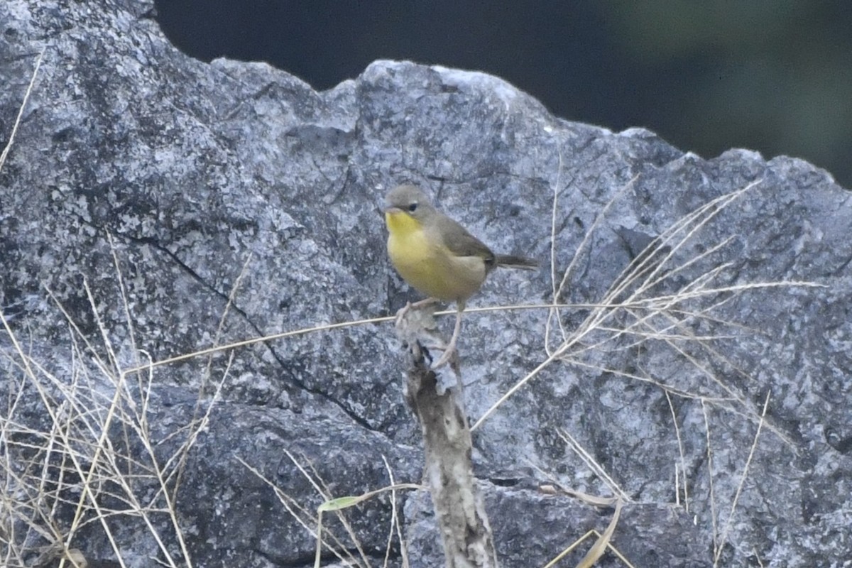 Жовтогорлик сіроголовий - ML646568232