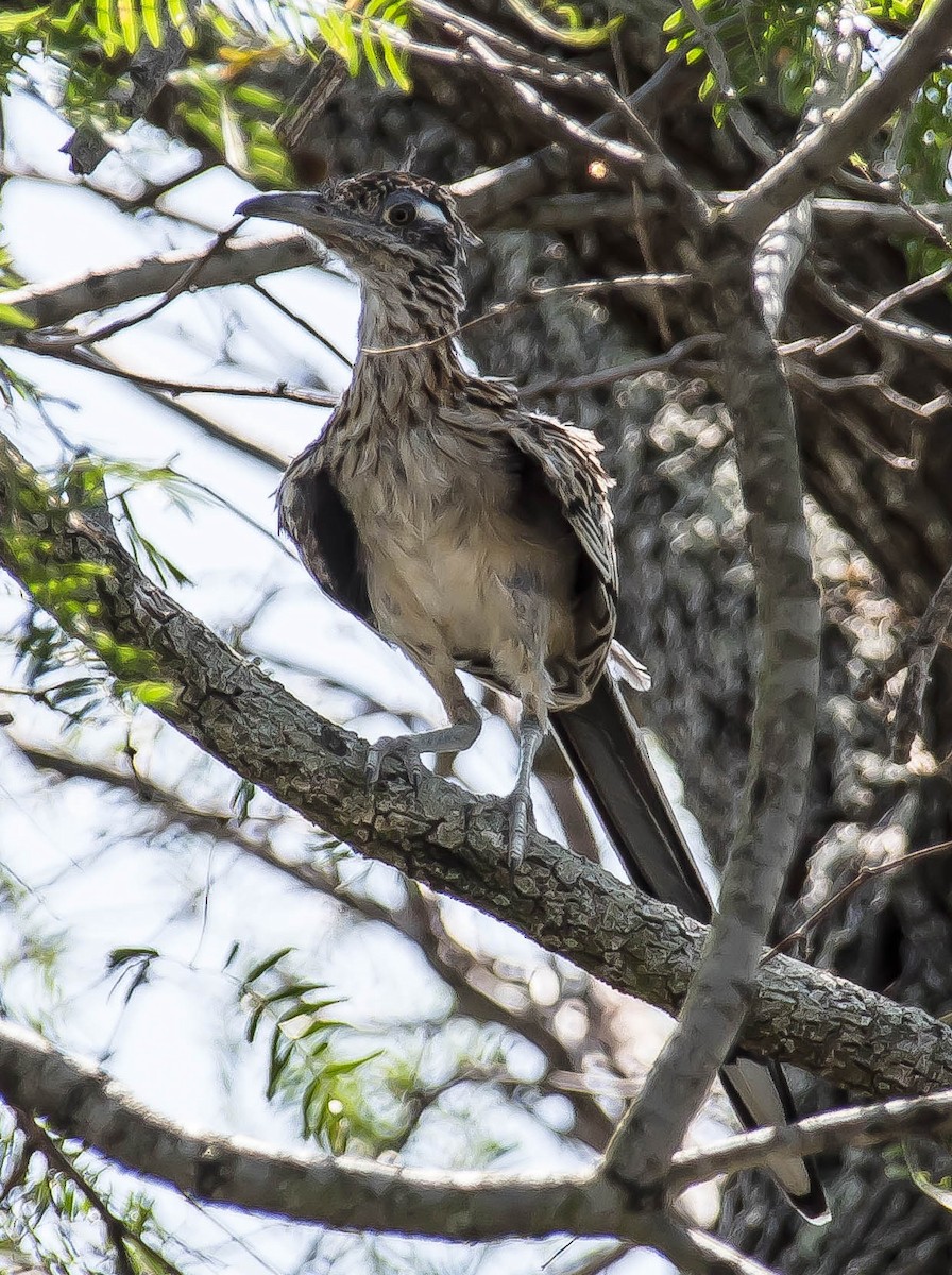 Таязура-подорожник каліфорнійська - ML646568233