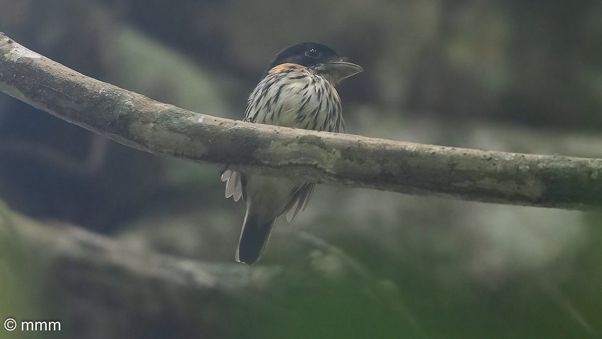 Rufous-sided Broadbill - ML646568234