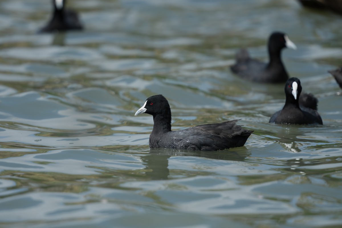 Лиска звичайна - ML646568235