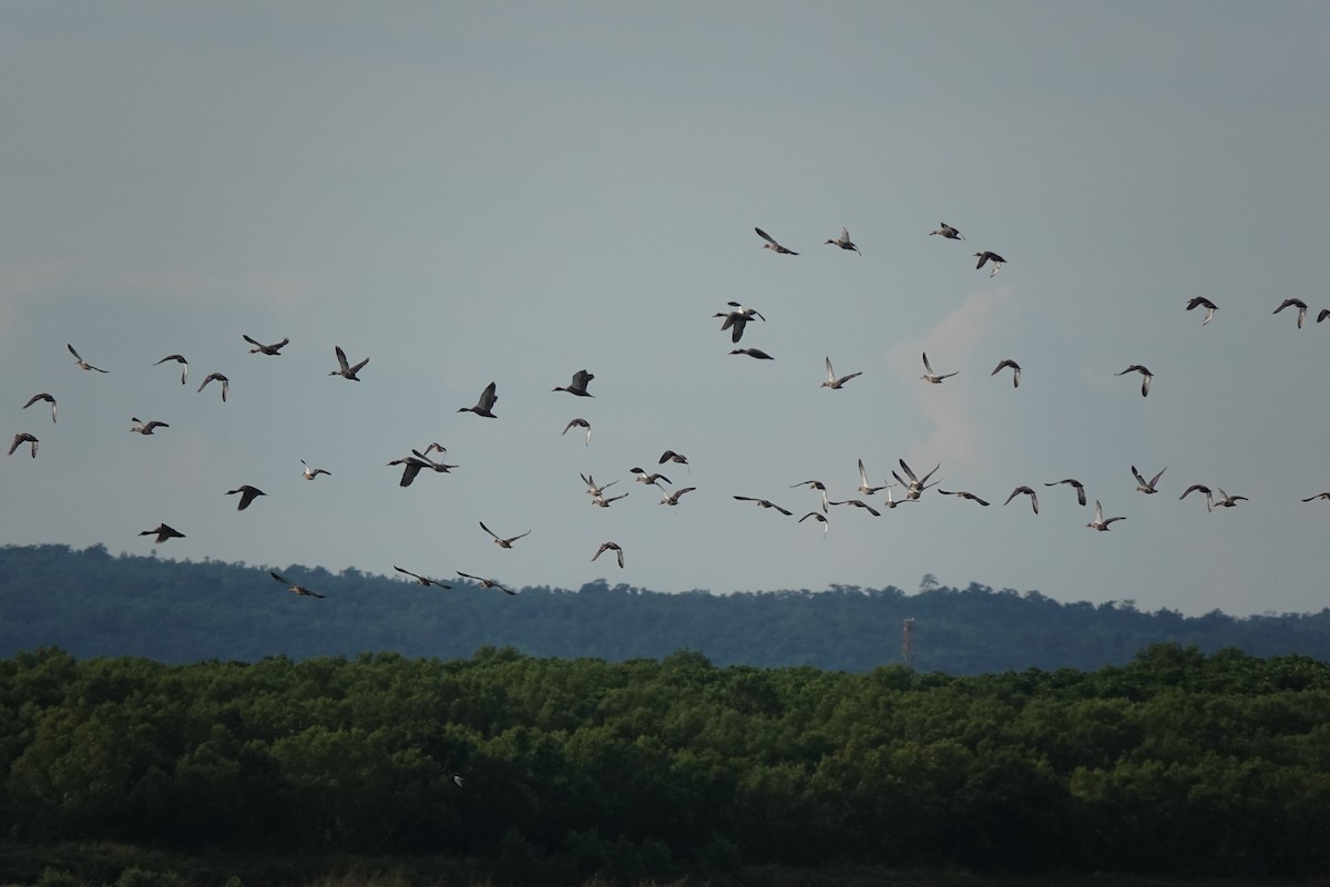 Philippine Duck - ML646568236