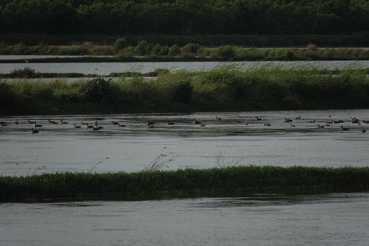 Philippine Duck - ML646568237