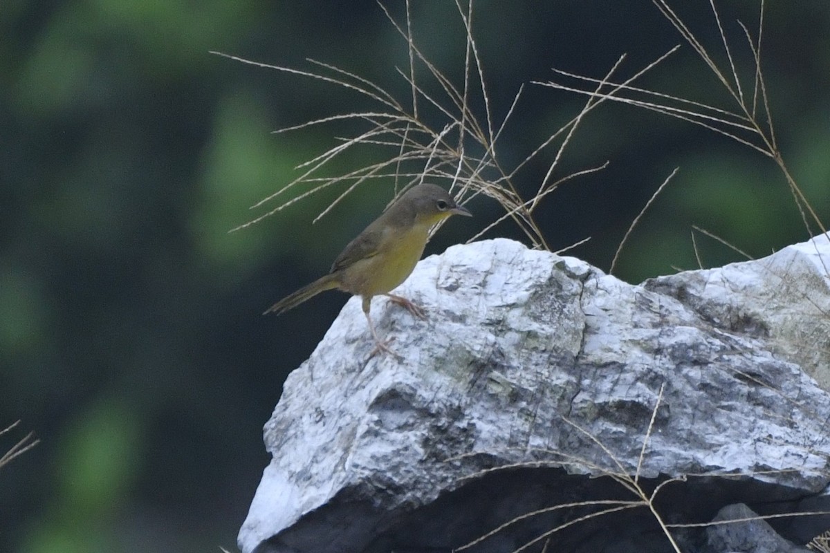 Жовтогорлик сіроголовий - ML646568238