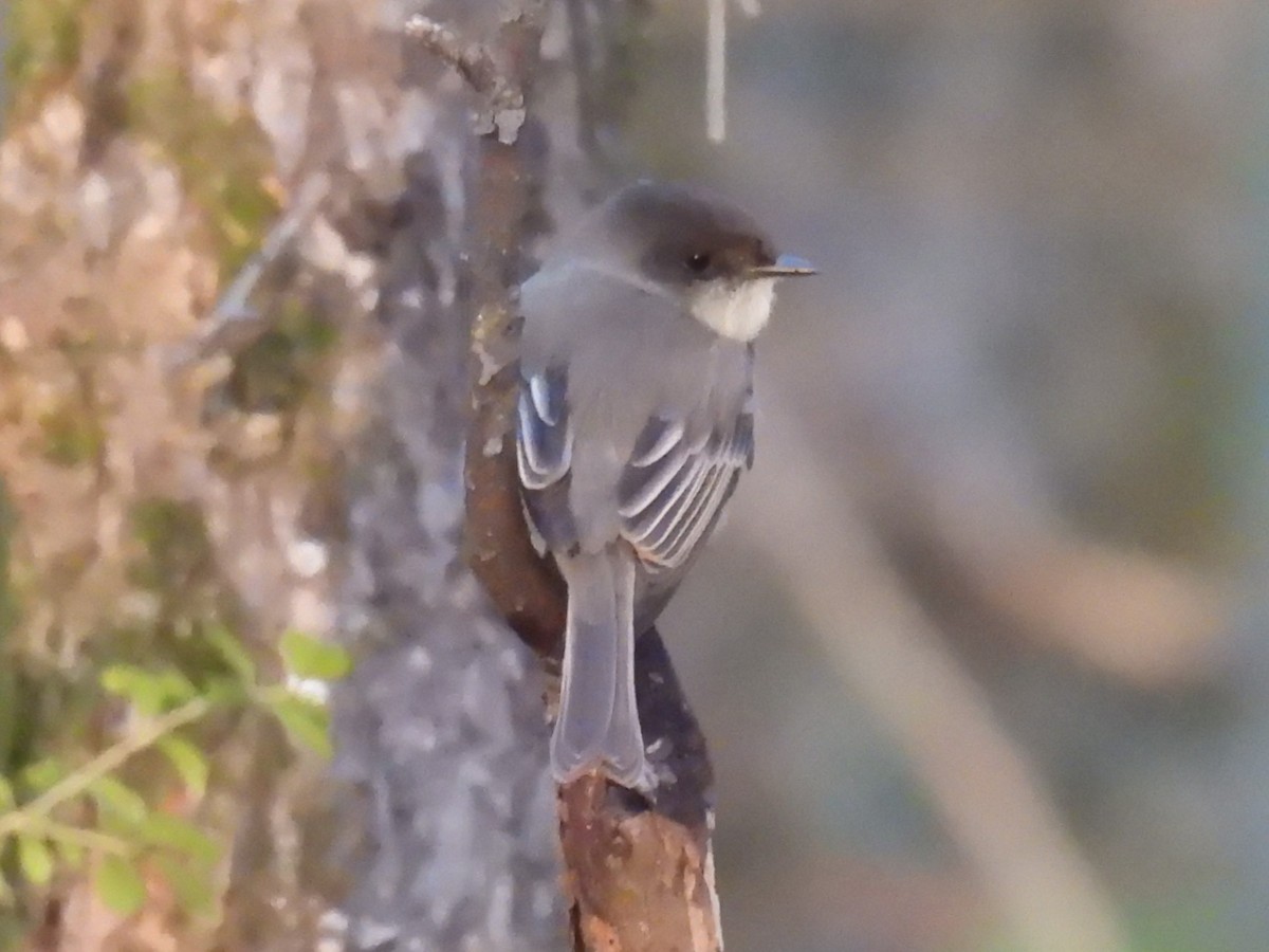 Феб буроспинний - ML646568239