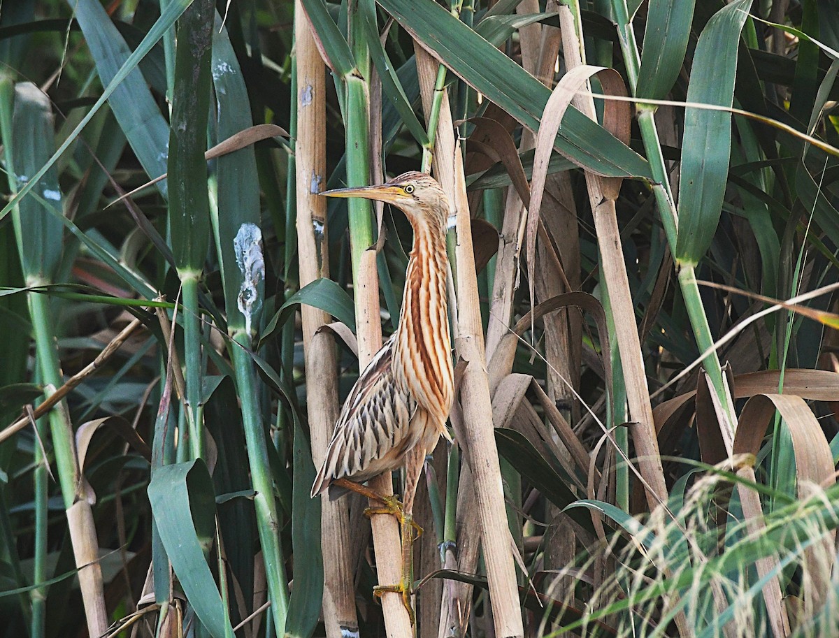 Бугайчик китайський - ML646568241