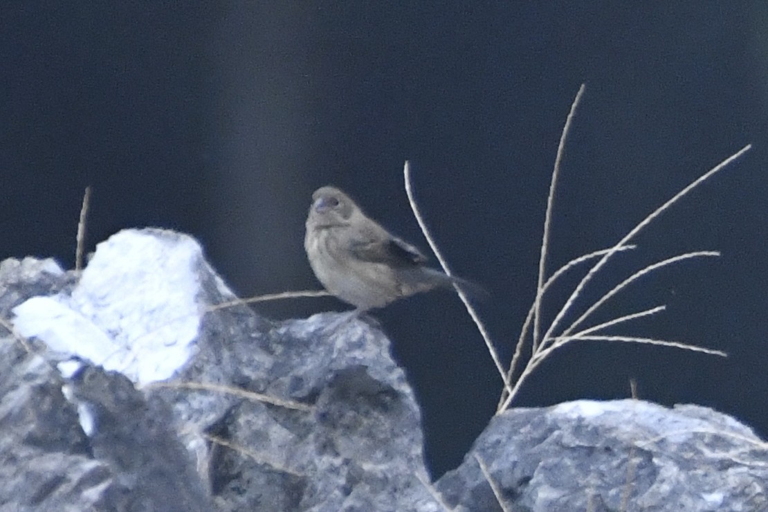 Якарина - ML646568242