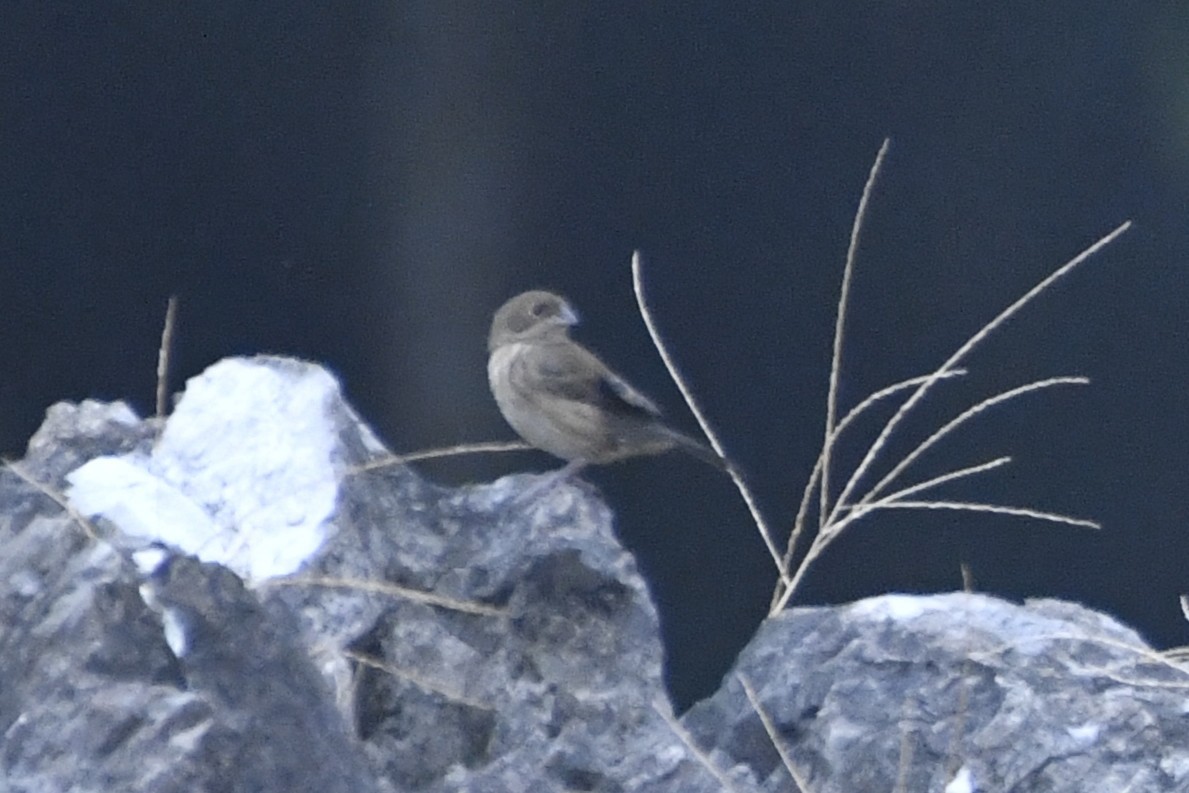 Якарина - ML646568243