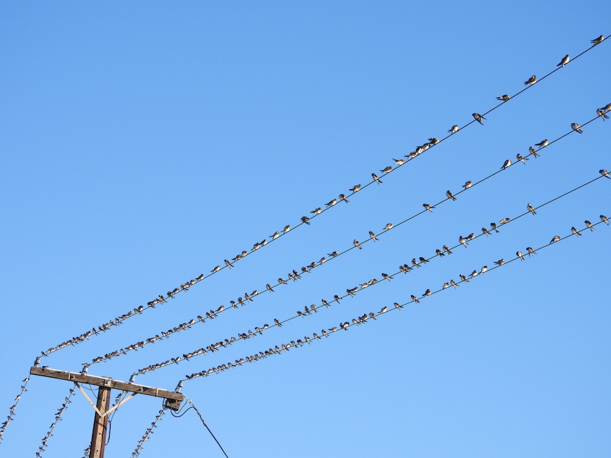 Tree Martin - ML646568244