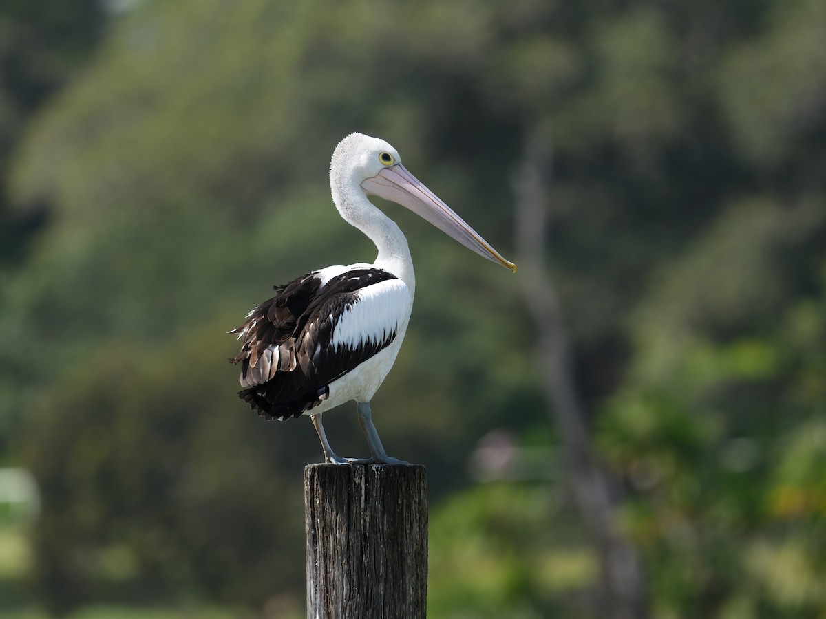 Пелікан австралійський - ML646568245