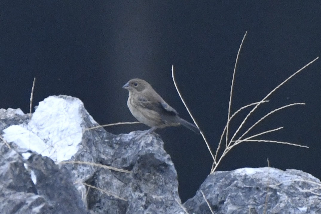 Якарина - ML646568246