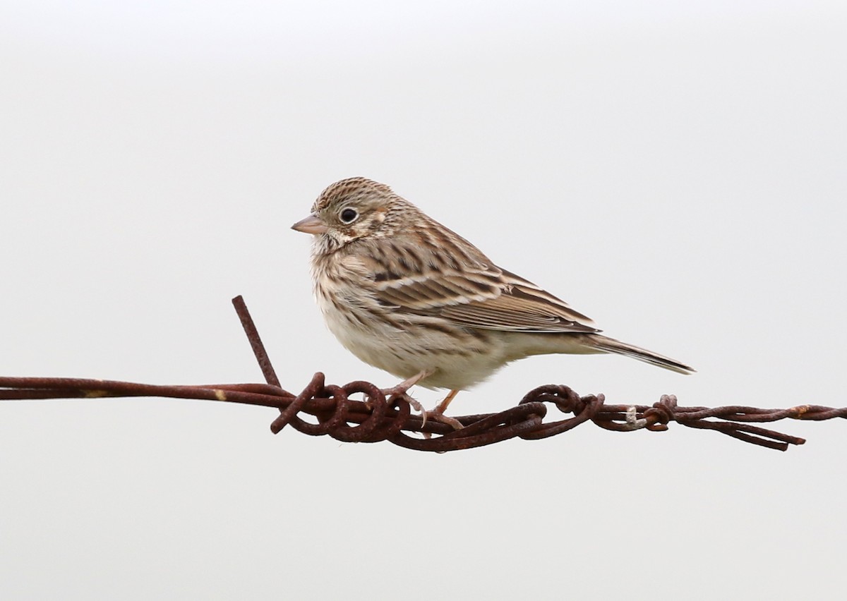Vesper Sparrow - ML646568247