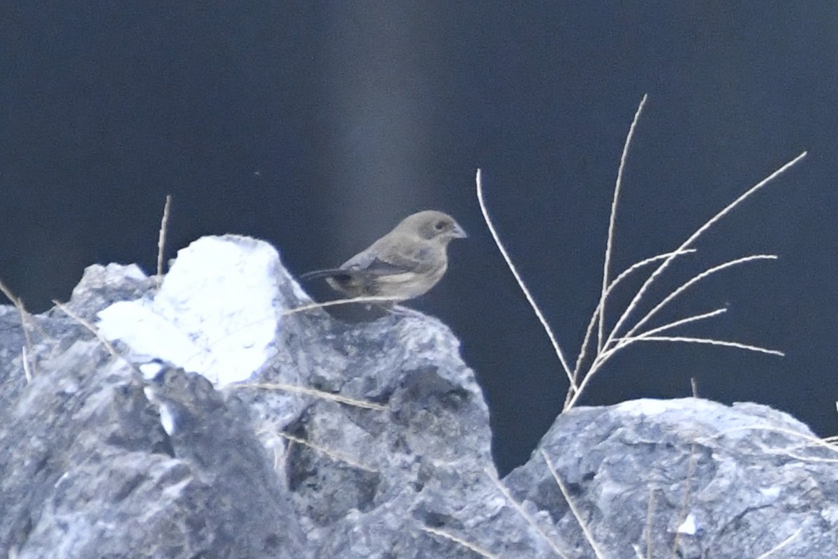 Якарина - ML646568248