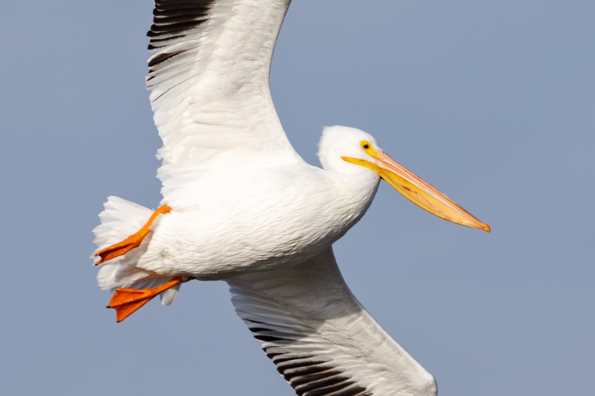 Пелікан рогодзьобий - ML646568249