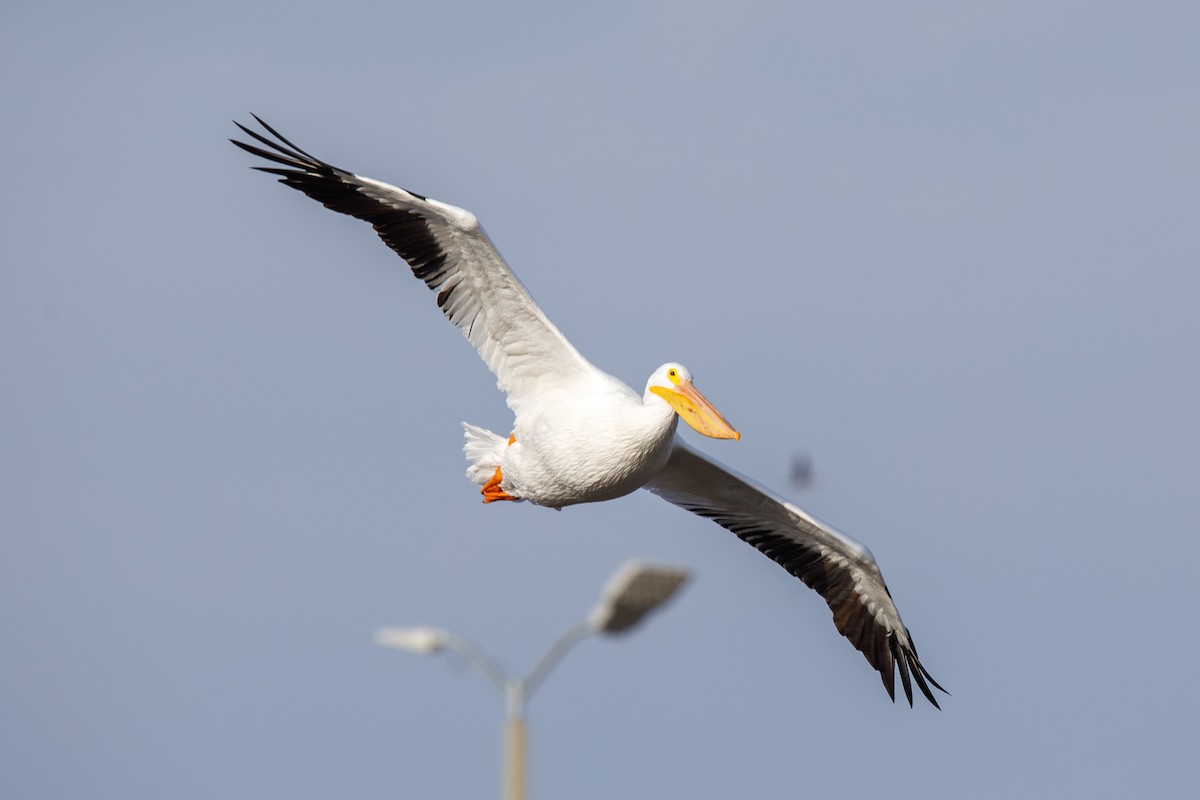 Пелікан рогодзьобий - ML646568250