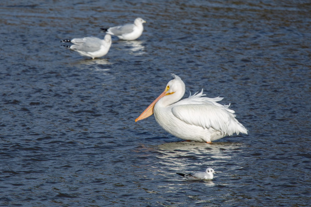Пелікан рогодзьобий - ML646568251