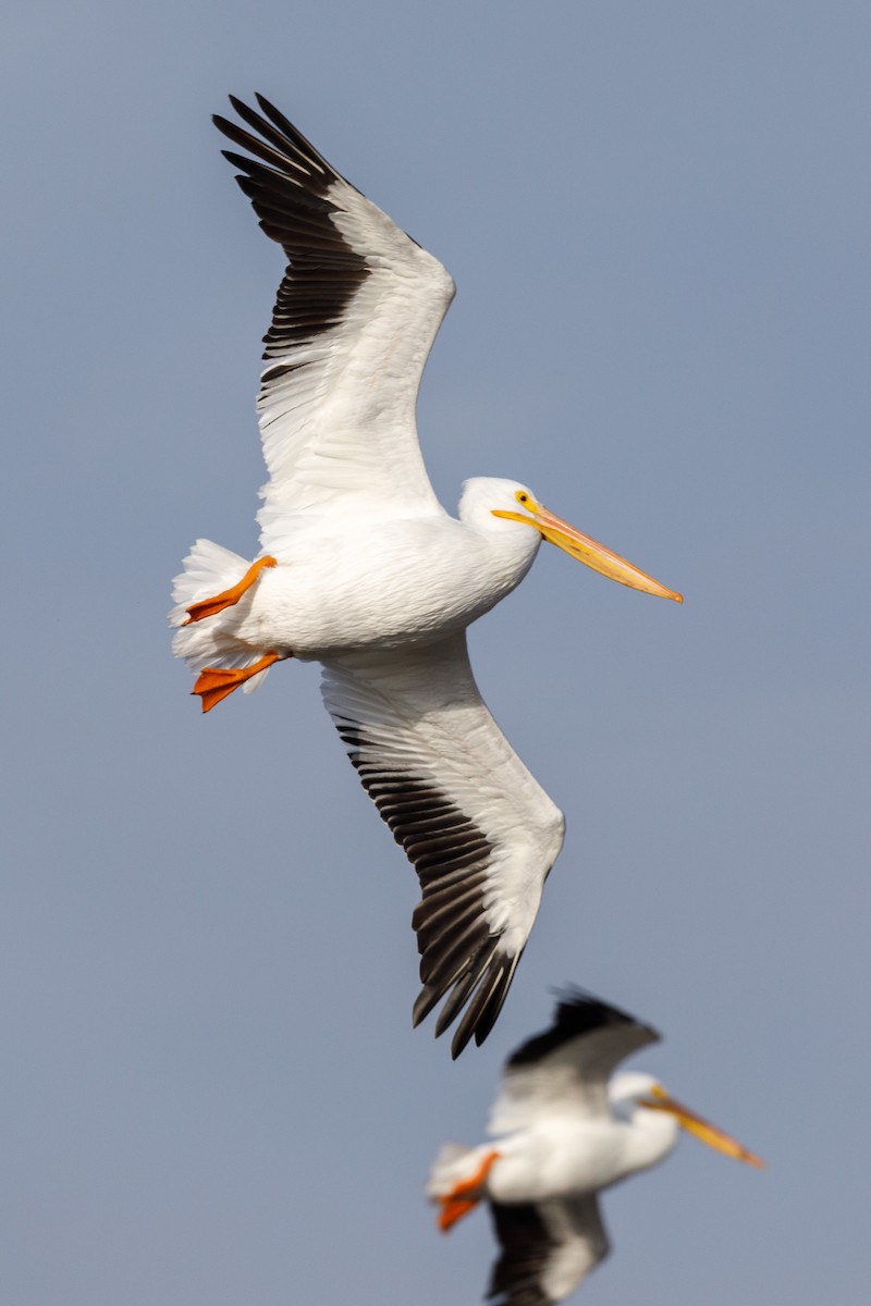 Пелікан рогодзьобий - ML646568252