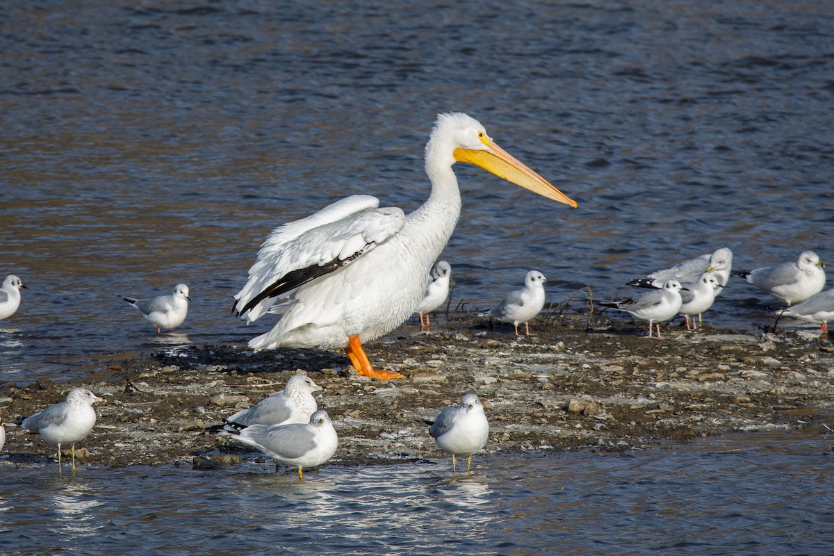 Пелікан рогодзьобий - ML646568253