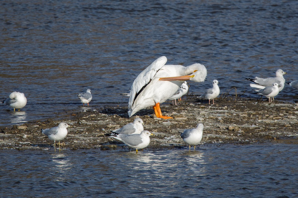 Пелікан рогодзьобий - ML646568254
