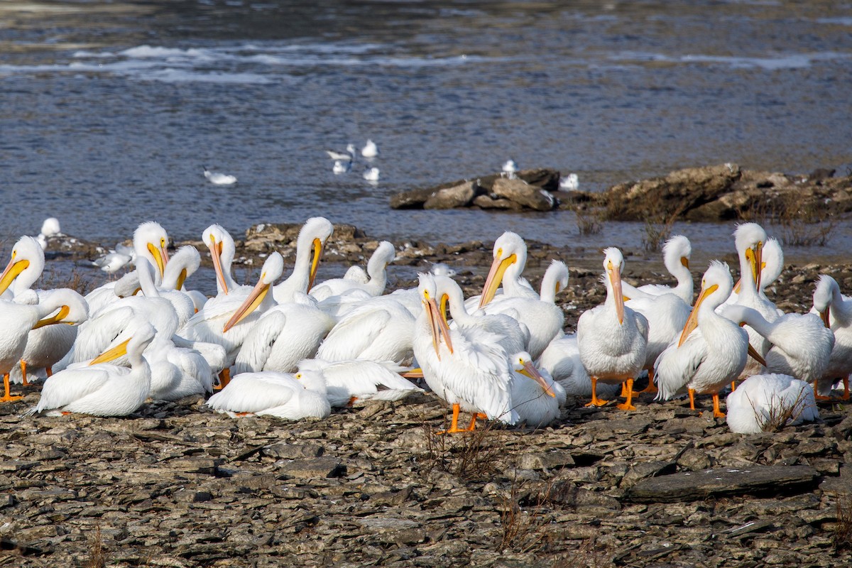 Пелікан рогодзьобий - ML646568255