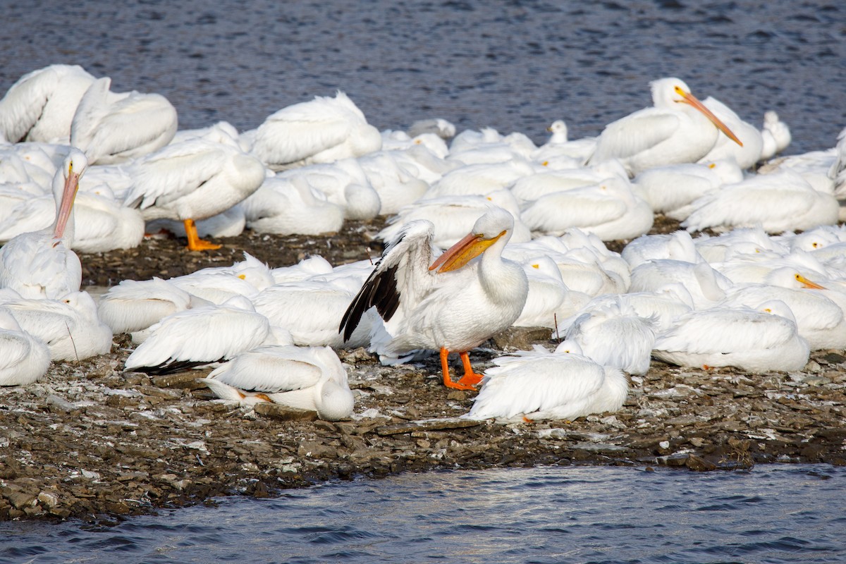 Пелікан рогодзьобий - ML646568256