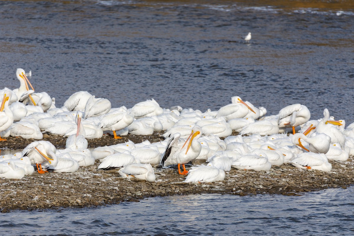 Пелікан рогодзьобий - ML646568257