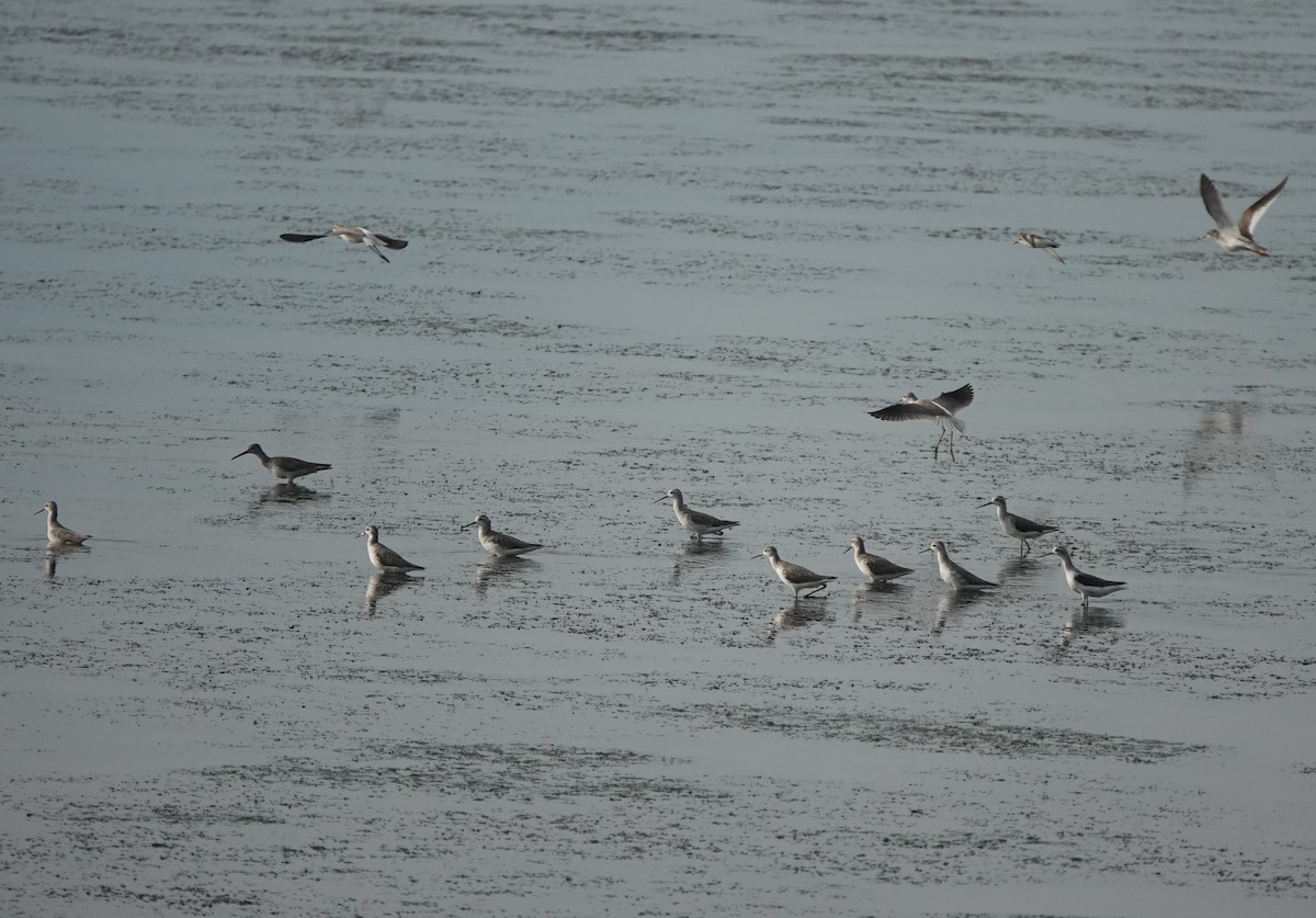 Marsh Sandpiper - ML646568258