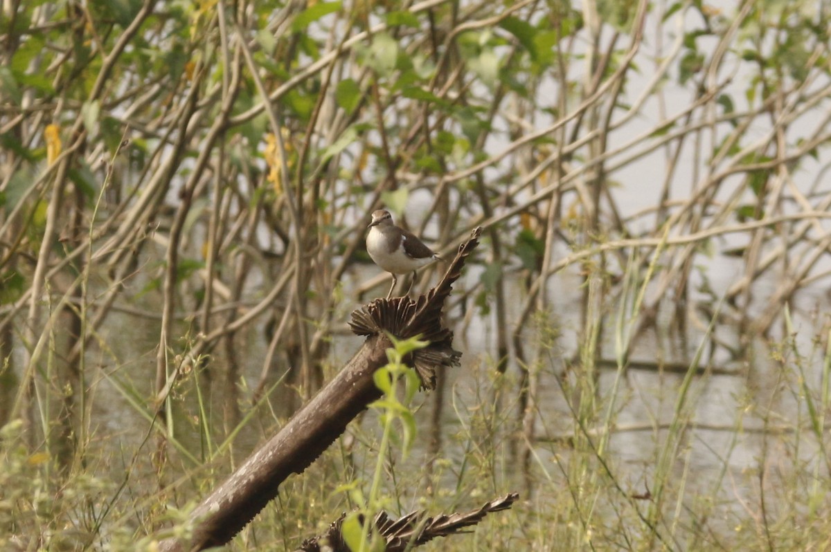 イソシギ - ML646568264