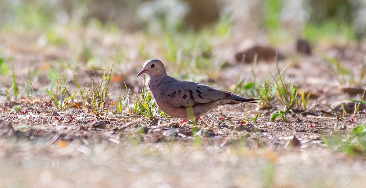 Common Ground Dove - ML646568266