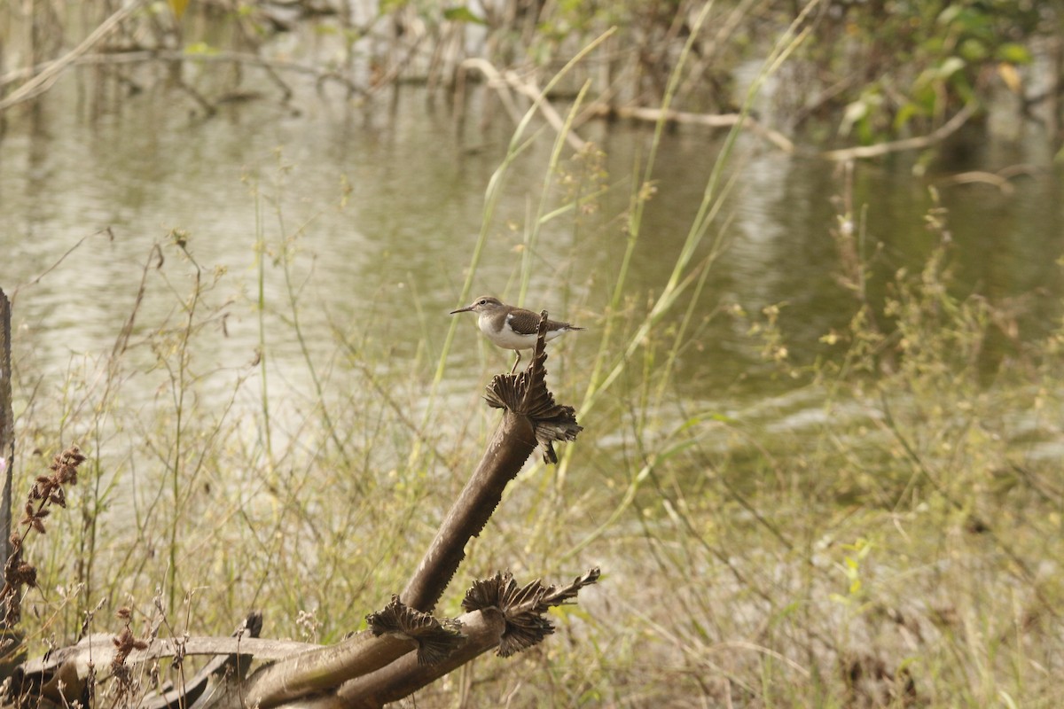 イソシギ - ML646568267