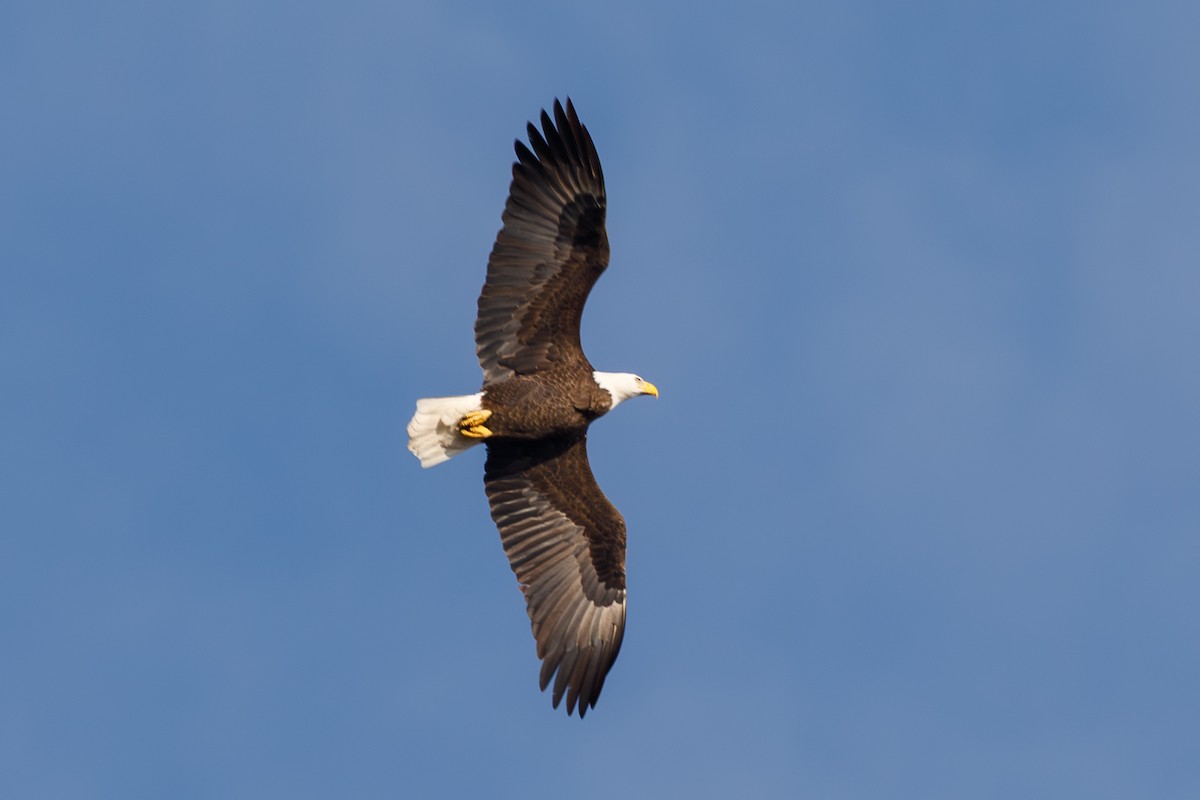 Pygargue à tête blanche - ML646568269