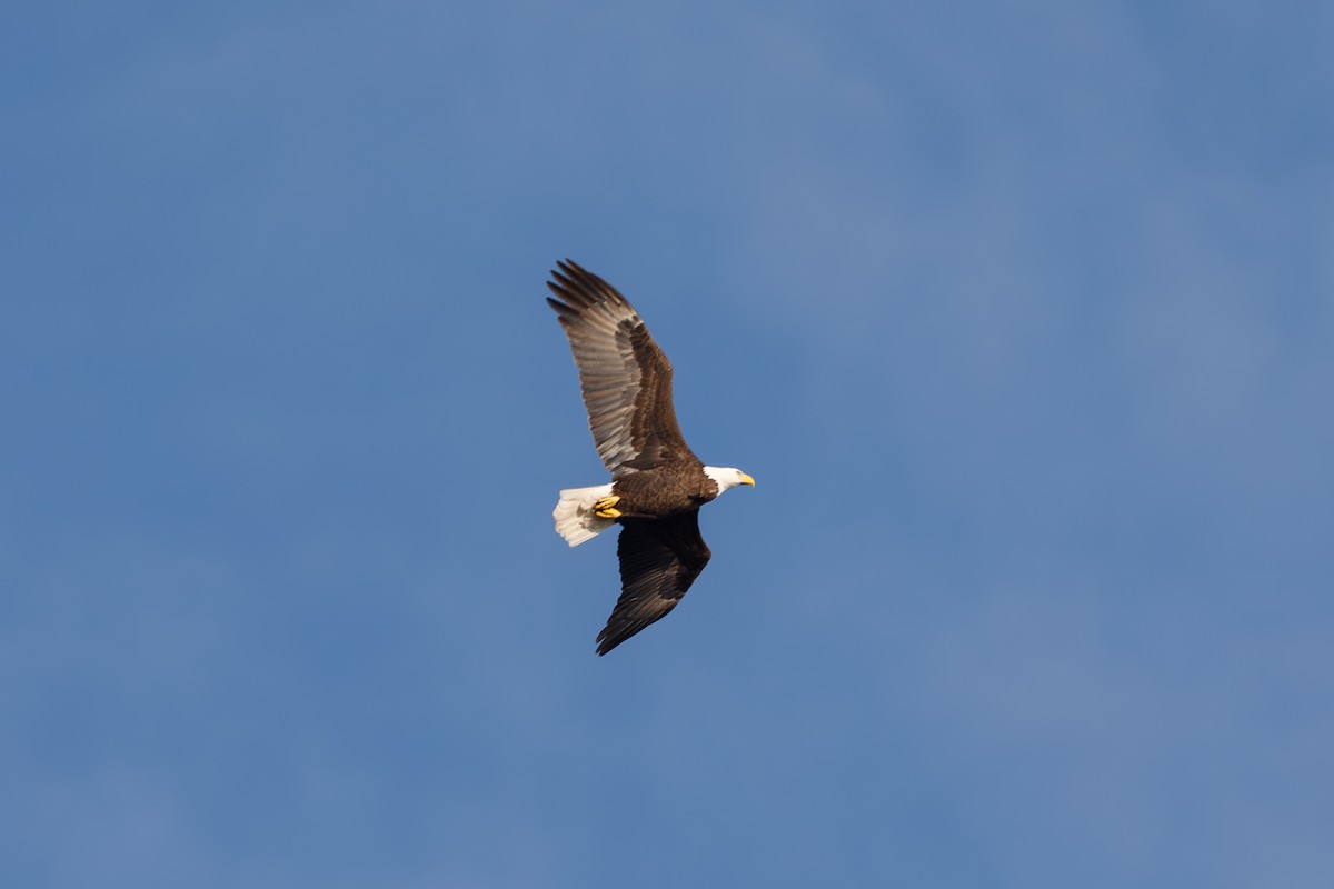 Pygargue à tête blanche - ML646568270