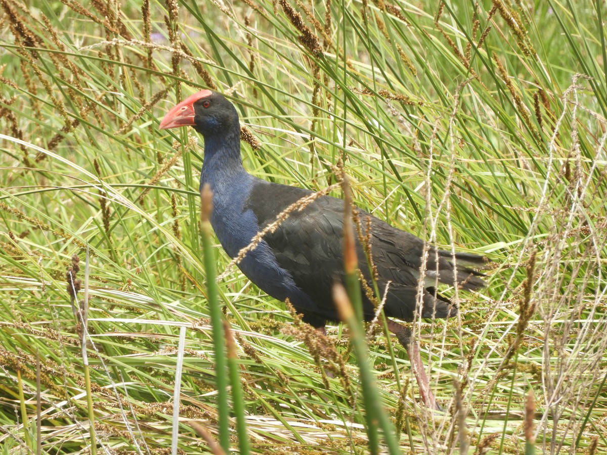 Australasian Swamphen - ML646568271
