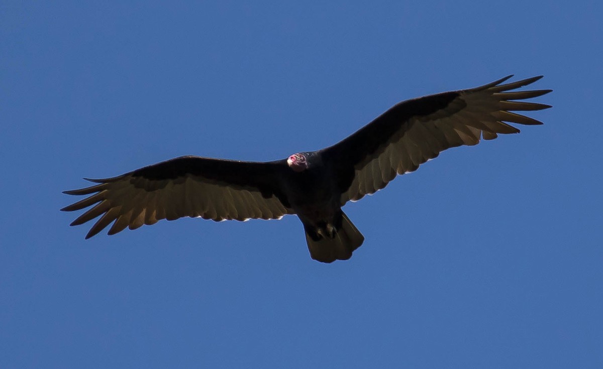 Urubu à tête rouge - ML646568276