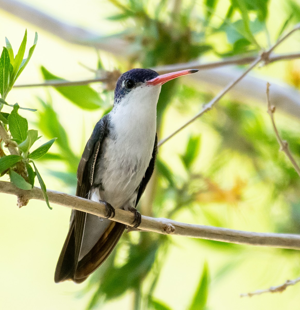 Violet-crowned Hummingbird - ML646568280