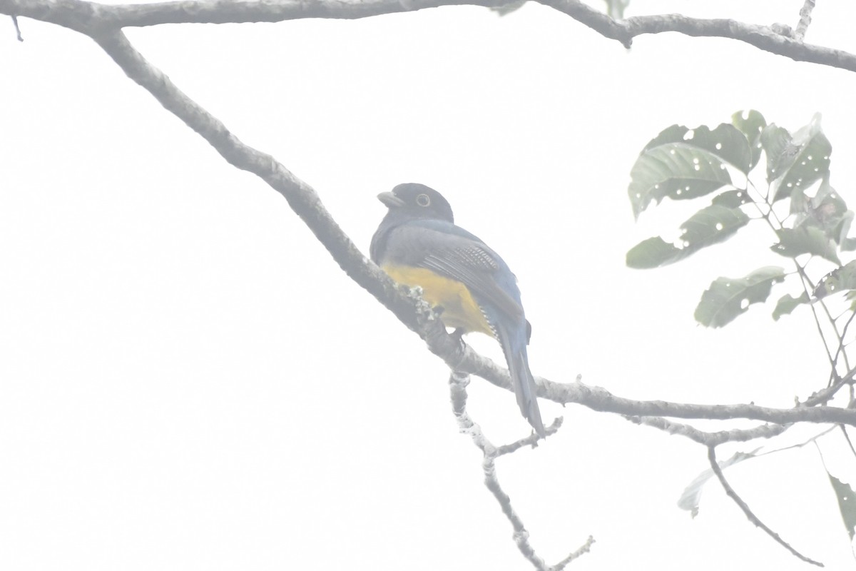 Mor Trogon - ML646568281