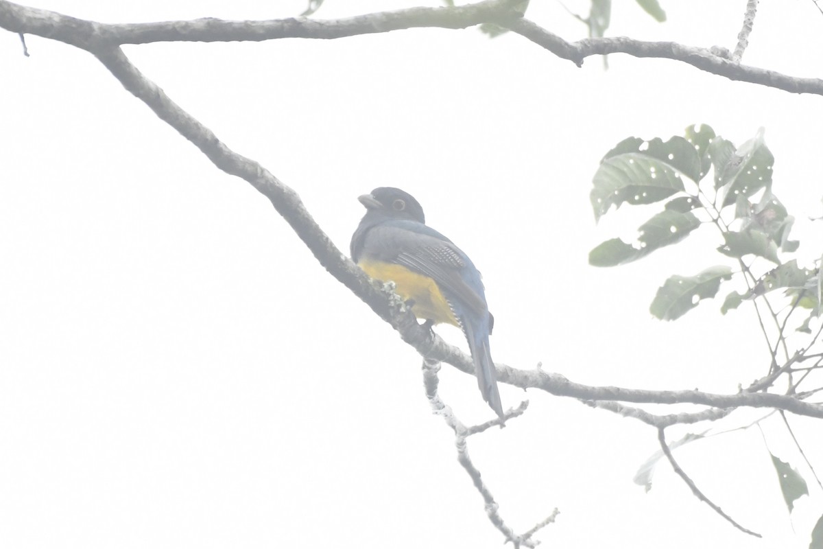 Mor Trogon - ML646568282